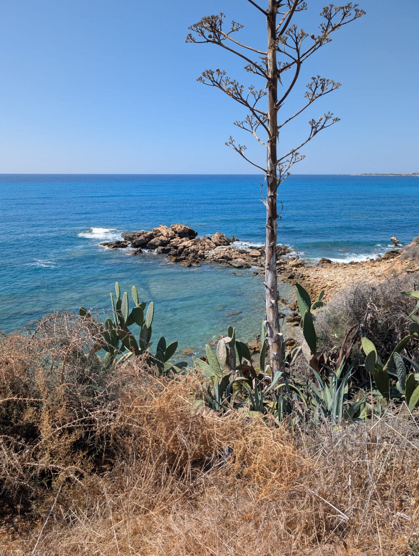 Rocky cove with cacti and agave overlooking a clear blue sea